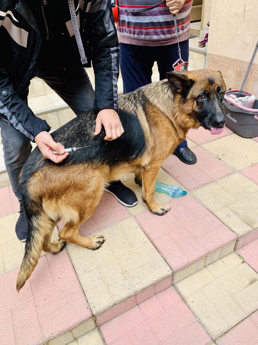 veterinar la domicilu